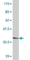 Anti-SF3A1 Mouse Polyclonal Antibody