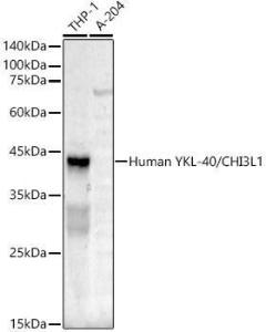 Western blot analysis of extracts of various cell lines, using Anti-YKL-40 / CHI3L1 Antibody (A309216) at 1:400 dilution