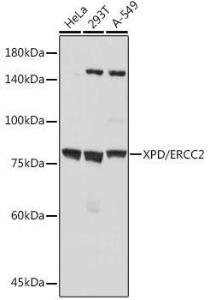 Western blot analysis of extracts of various cell lines, using Anti-XPD Antibody [ARC2401] (A305413) at 1:1,000 dilution The secondary antibody was Goat Anti-Rabbit IgG H&L Antibody (HRP) at 1:10,000 dilution Lysates/proteins were present at 25 µg per lane