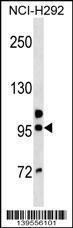 Anti-GOLGA6B Rabbit Polyclonal Antibody (AP (Alkaline Phosphatase))