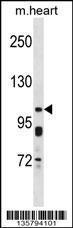 Anti-KCNQ5 Rabbit Polyclonal Antibody (Biotin)