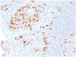 Anti-Kappa Light Chain Rabbit Recombinant Antibody [clone: KLC2289R]