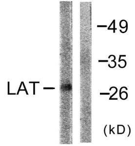 Western blot analysis of lysates from NIH/3T3 cells using Anti-LAT Antibody. The right hand lane represents a negative control, where the antibody is blocked by the immunising peptide.