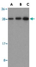 Anti-BID Rabbit Polyclonal Antibody