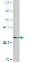 Anti-NPRL3 Mouse Polyclonal Antibody