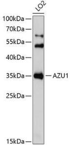 Western blot analysis of extracts of LO2 cells, using Anti-Azurocidin Antibody (A9797) at 1:1,000 dilution The secondary antibody was Goat Anti-Rabbit IgG H&L Antibody (HRP) at 1:10,000 dilution Lysates/proteins were present at 25 µg per lane