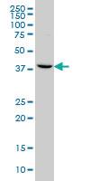 Anti-GNRHR2 Mouse Monoclonal Antibody [clone: 4A5]