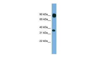 Anti-PCDHB15 Rabbit Polyclonal Antibody