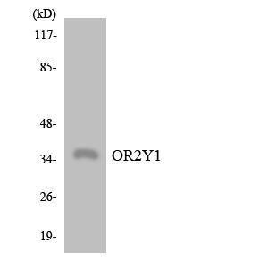 Anti-OR2Y1 antibody