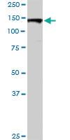 Anti-GOLGA2 Rabbit Polyclonal Antibody