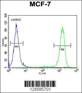 Anti-EFHB Rabbit Polyclonal Antibody (PE (Phycoerythrin))