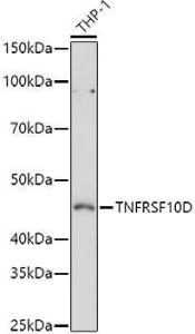 Anti-DcR2 Antibody (A9798)