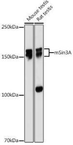 Western blot analysis of extracts of various cell lines, using Anti-mSin3A Antibody [ARC0745] (A309217) at 1:1,000 dilution