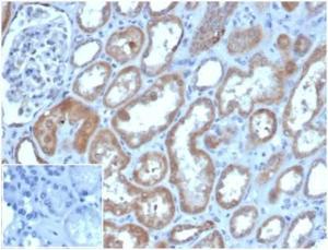 Immunohistochemical analysis of formalin-fixed, paraffin-embedded human kidney tissue using Anti-LY75 Antibody [CD205/3720] Inset: PBS instead of the primary antibody Secondary antibody negative control