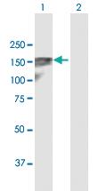 Anti-GOLGA2 Rabbit Polyclonal Antibody