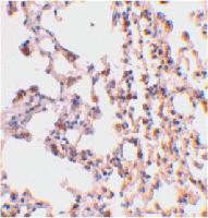 Anti-BID Rabbit Polyclonal Antibody