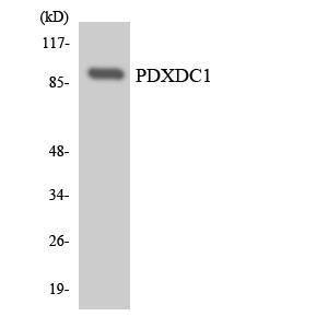 Western blot analysis of the lysates from HeLa cells using Anti-PDXDC1 Antibody