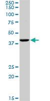 Anti-GNRHR2 Mouse Monoclonal Antibody [clone: 4A5]