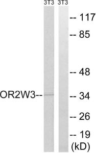 Antibody anti-OR2W3 100 µg