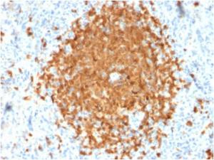 Immunohistochemical analysis of formalin-fixed, paraffin-embedded human spleen using Anti-BOB1 Antibody [BOB1/2424]