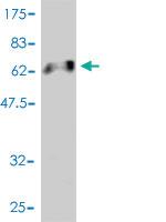 Anti-SNUPN Mouse Monoclonal Antibody [clone: 2B2-1B4]