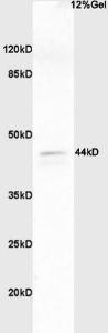 Anti-MAPK3 Rabbit Polyclonal Antibody