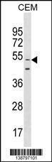 Anti-GOLGA6L9 Rabbit Polyclonal Antibody (Biotin)