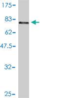 Anti-DNAJ Mouse Polyclonal Antibody