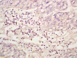 Anti-MAPK3 Rabbit Polyclonal Antibody