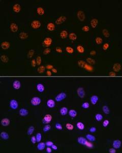 Immunofluorescence analysis of NIH-3T3 cells using Anti-mSin3A Antibody [ARC0745] (A309217) at a dilution of 1:100 (40X lens). DAPI was used to stain the cell nuclei (blue)