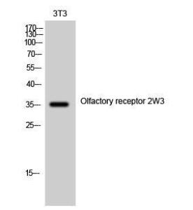 Antibody anti-OR2W3 100 µg