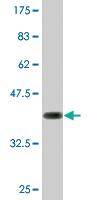 Anti-SIN3A Mouse Monoclonal Antibody [clone: 1B7]