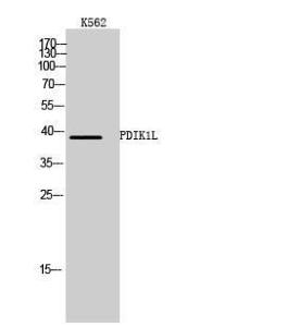 Western blot analysis of K562 cells using Anti-PDIK1L Antibody