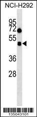 Anti-HCRTR1 Rabbit Polyclonal Antibody (APC (Allophycocyanin))