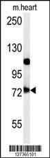 Anti-USP49 Rabbit Polyclonal Antibody