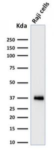 Western blot analysis of Raji cell lysate using Anti-BOB1 Antibody [BOB1/2424]