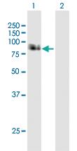 Anti-APBB1 Mouse Polyclonal Antibody