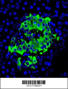 Anti-INS Rabbit Polyclonal Antibody (HRP (Horseradish Peroxidase))