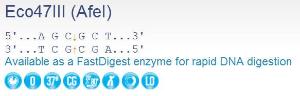 FERMER0321 - ENZYME ECO47III 200 UNITS