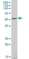 Anti-NPR3 Mouse Polyclonal Antibody