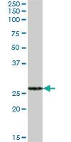 Anti-FKBP7 Mouse Polyclonal Antibody