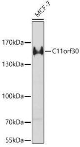 Anti-EMSY antibody