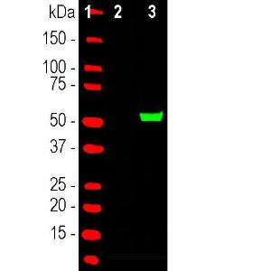 Western blot analysis of HEK293 cell lysates using Anti-Cas9 Antibody (A85318), in green