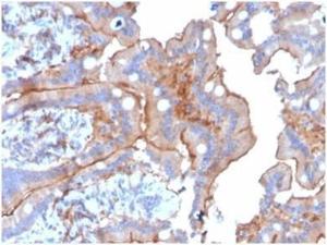 Immunohistochemical analysis of formalin-fixed, paraffin-embedded human colon tissue using Anti-LY75 Antibody [CD205/3720]