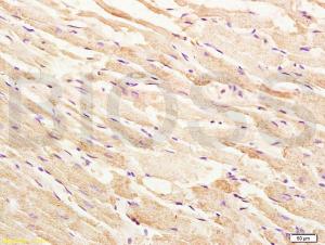 Anti-MAP3K5 Rabbit Polyclonal Antibody