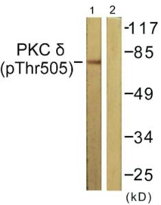 Western blot analysis of lysates from NIH/3T3 cells treated with UV 15' using Anti-PKC delta (phospho Thr505) Antibody. The right hand lane represents a negative control, where the antibody is blocked by the immunising peptide