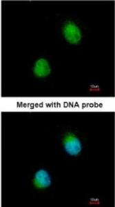 Anti-LYVE1 Rabbit Polyclonal Antibody