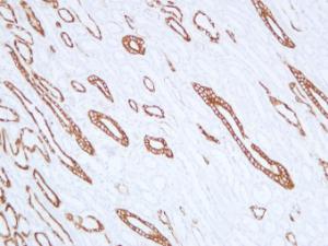 Immunohistochemical analysis of paraffin-embedded human Kidney using Anti-Cytokeratin 19 Antibody