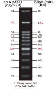 Image for ReadiUse™ 100 bp DNA Ladder