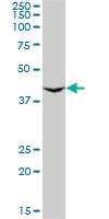 Anti-GNRHR2 Mouse Monoclonal Antibody [clone: 4A5]